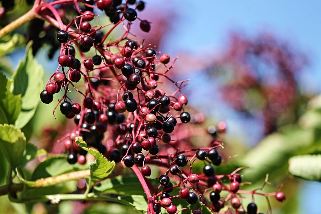 elder, sambucus, tire-3566473.jpg